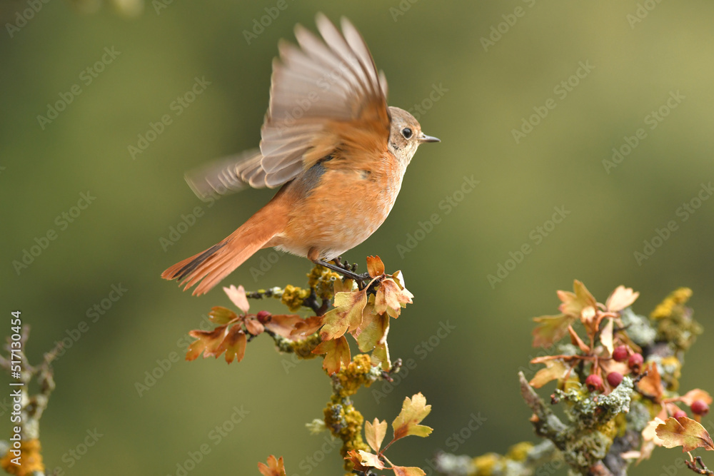 Obraz premium colirrojo real en otoño en el bosque