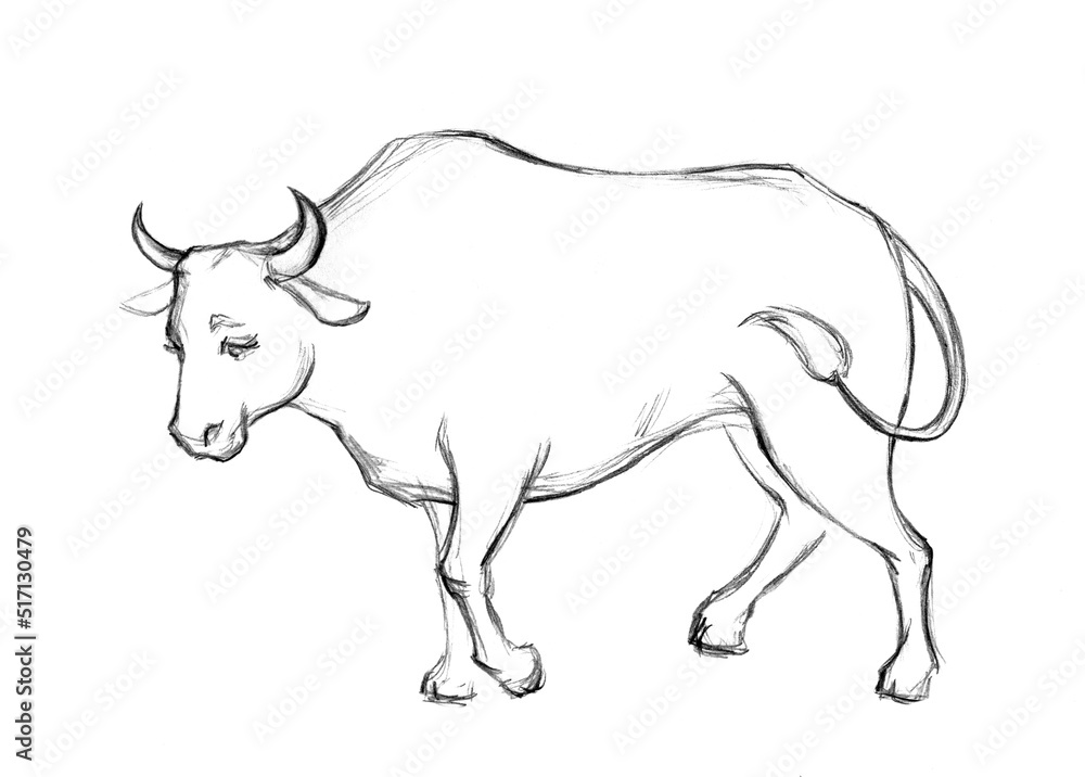 An ox. Side view. Pencil drawing