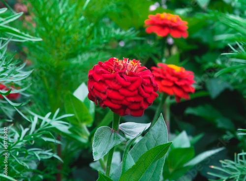 red rose in garden