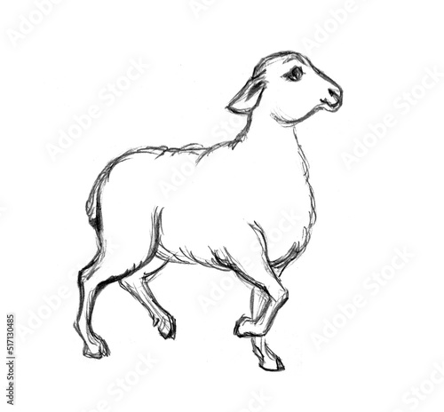 A sheep. Side view. Pencil drawing