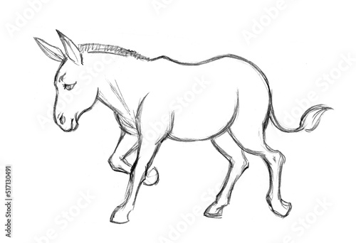 A donkey. Side view. Pencil drawing © Marina
