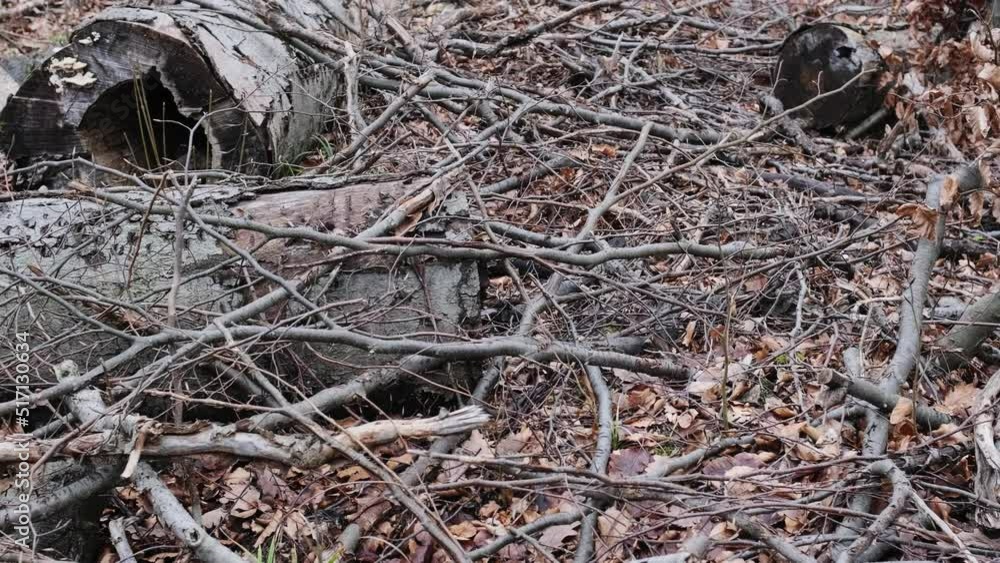 Dry wooden sticks and branches was affected by drought. Dry wooden sticks and branches was affected by drought.