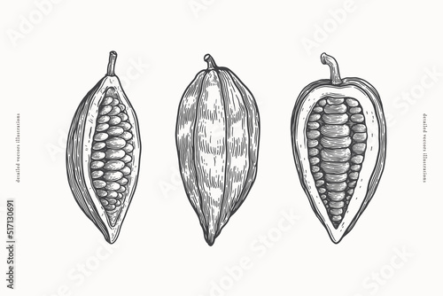 Set of cocoa-bean pods in engraving style. The fruits of exotic plants for making chocolate. Design element for menu, packaging, emblem for cafe, shop. Vector vintage illustration.