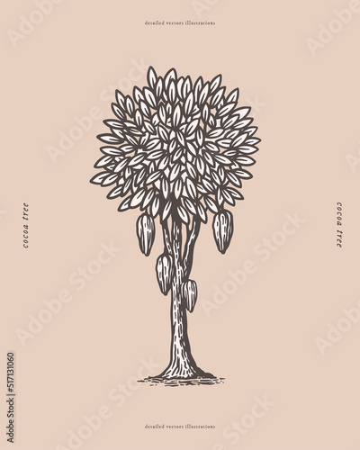 Cocoa tree with fruits in vintage engraving style. Botanical design element for labels, emblems, chocolate packaging. Vector vintage illustration on a light isolated background.