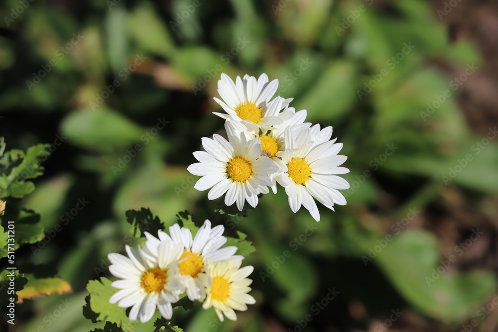 日本の秋の公園に咲く白いスプレーギクの花