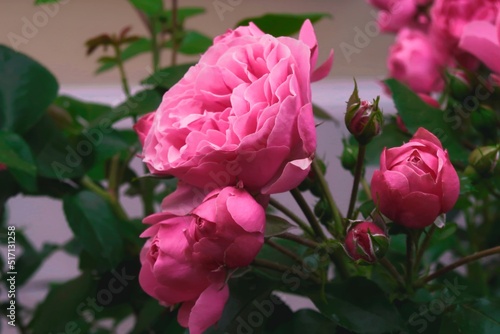 Wallpaper Mural pink and white tulips Torontodigital.ca