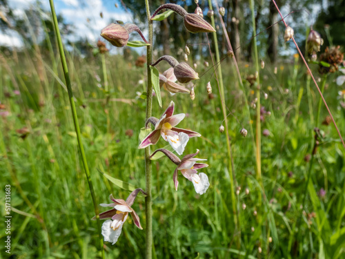 The marsh helleborine (Epipactis palustris) flowering with the flowers with sepals that are coloured deep pink or purplish-red. The labellum is white with red or yellow spots photo
