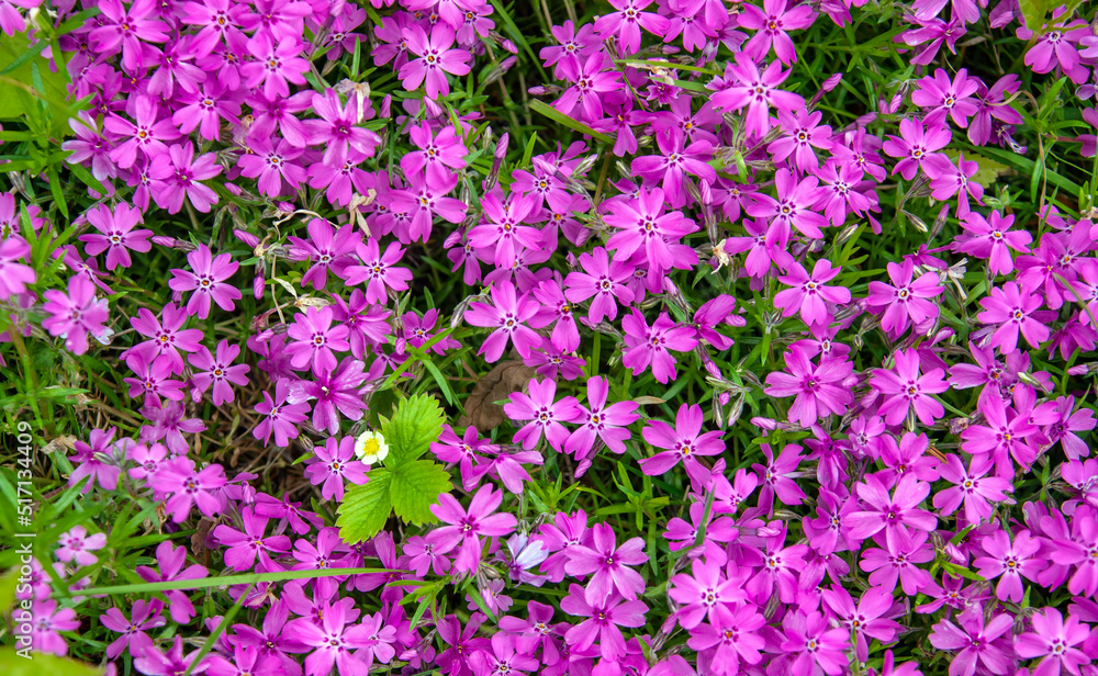 Floral background of free-growing groundcover awl-shaped phlox in purple shades.