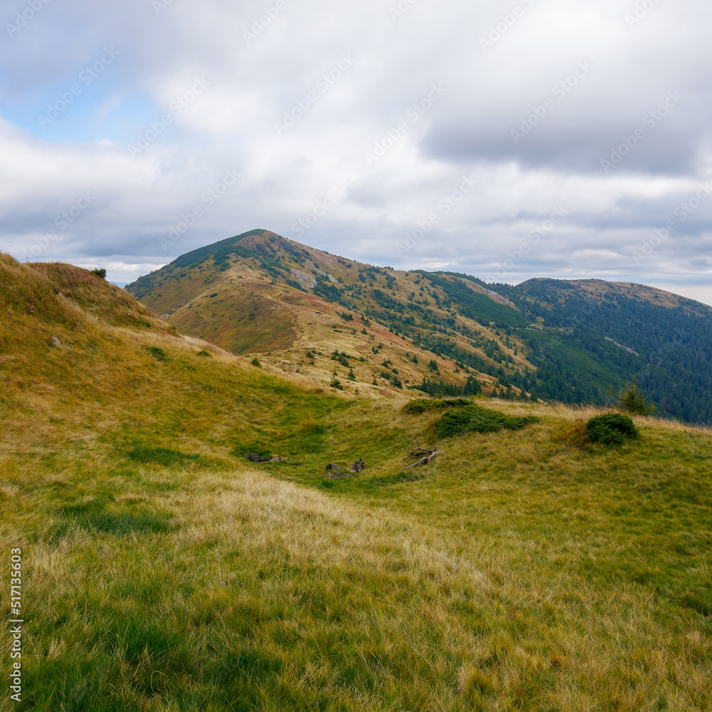 carpathian mountain landscape in autumn. nature scenery with colorful grass on the strymba ridge. trees on the hills beneath a cloudy sky carpathian mountain landscape in autumn. nature scenery with colorful grass on the strymba ridge. trees on the hills beneath a cloudy sky