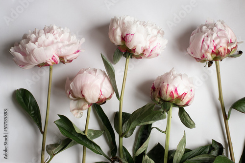 Five rose peonies on the white background