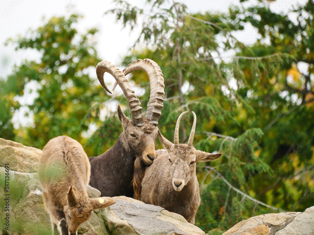 Capricorn family on rocks in nature. Big horn in mammal. Ungulates climbing