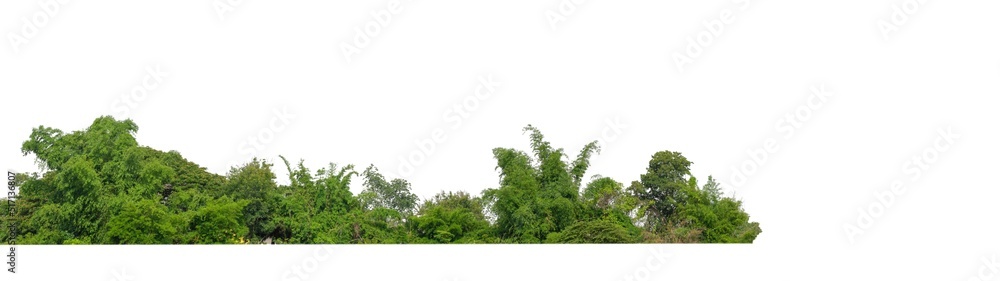 Green Trees isolated on white background.are Forest and foliage in summer for both printing and web pages with cut path and alpha channel Green Trees isolated on white background.are Forest and foliage in summer for both printing and web pages with cut path and alpha channel