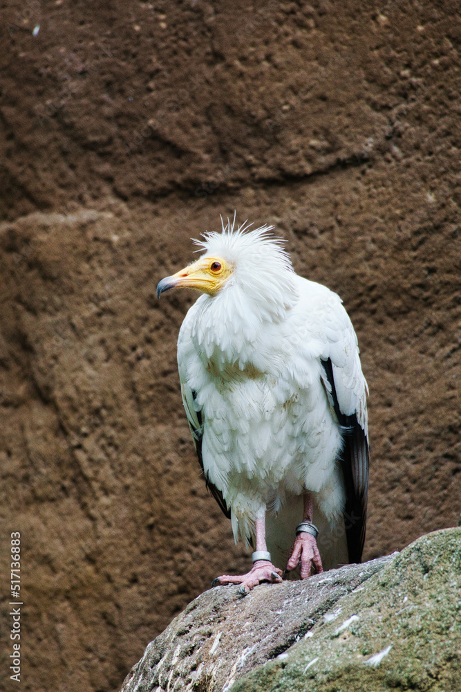 Fototapeta premium Dirt vulture portrait. Wild hairstyle. Vulture bird sitting on a rock. Bird