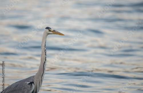 heron  bird  nature  wildlife  water  animal  grey  great blue heron  grey heron  fishing  birds  blue heron  feather