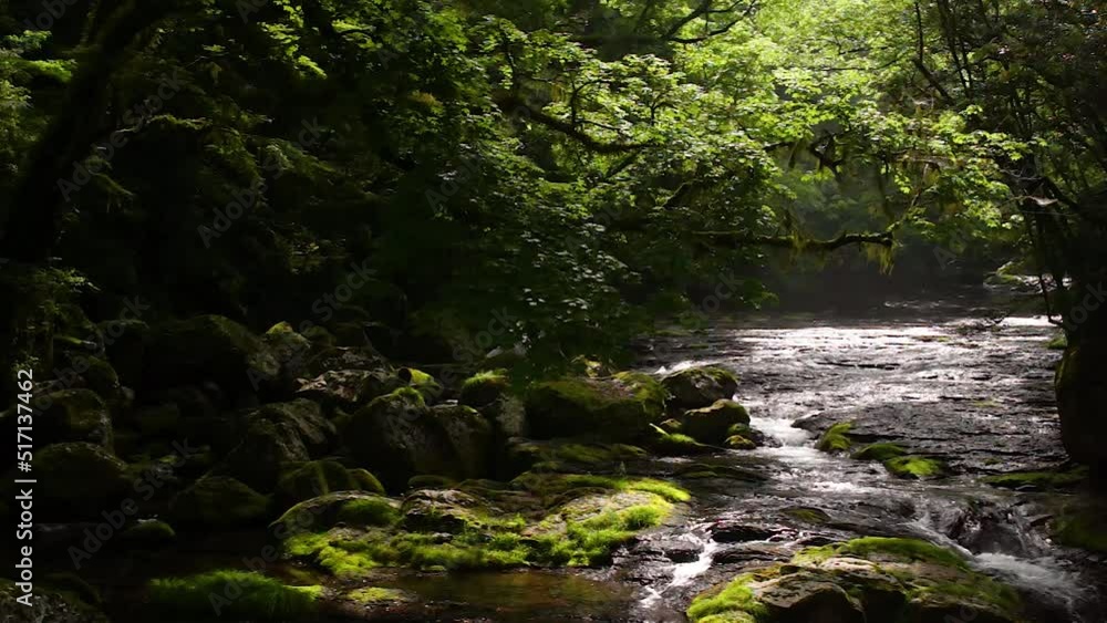夏の朝の菊池渓谷