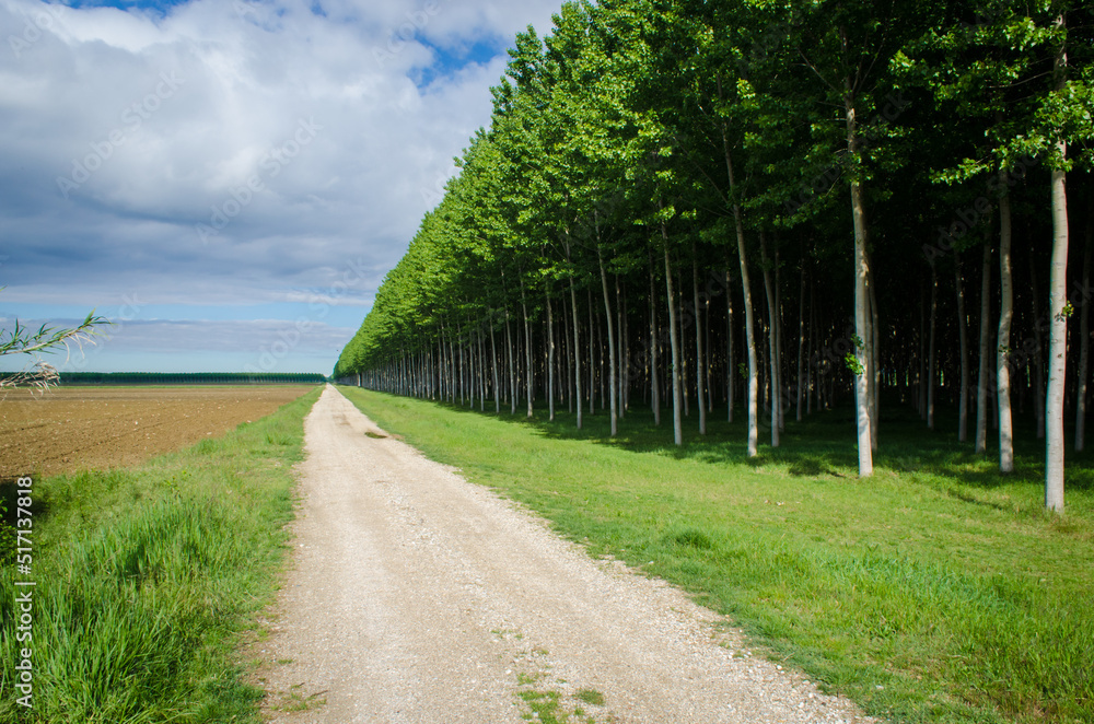 Una coltivazioni di pioppi nella campagna friulana lungo la Via Postumia, cammino che parte da Aquileia e arriva a Genova Una coltivazioni di pioppi nella campagna friulana lungo la Via Postumia, cammino che parte da Aquileia e arriva a Genova