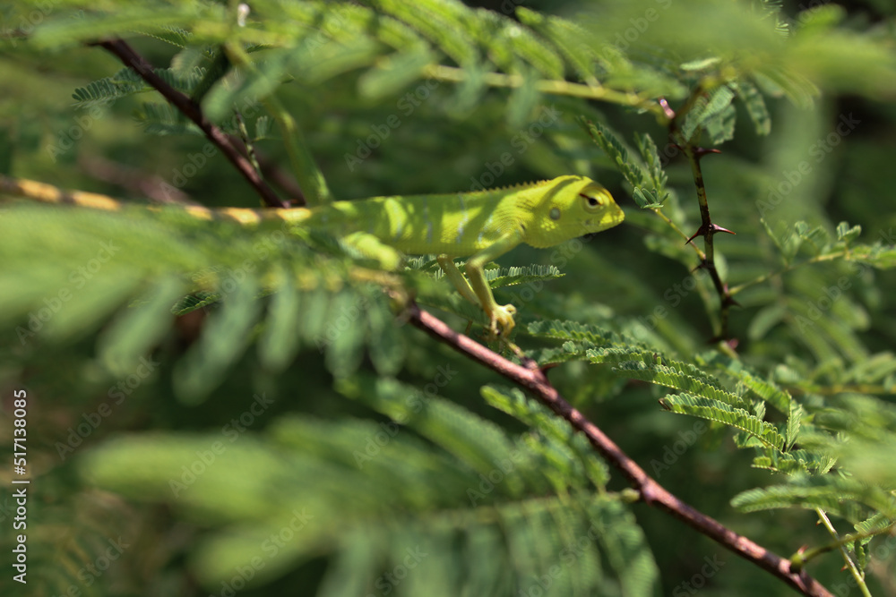 chameleon on the branch chameleon on the branch