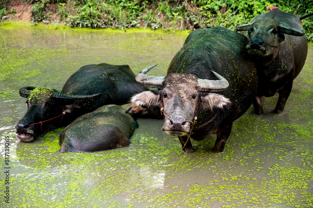 Close up Thai Buffalo in muddy pool with small green plants in water,Thailand,ASIA. Close up Thai Buffalo in muddy pool with small green plants in water,Thailand,ASIA.