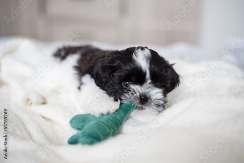 Shih Tzu puppy plays on the bed with a dinosaur toy. Close-up