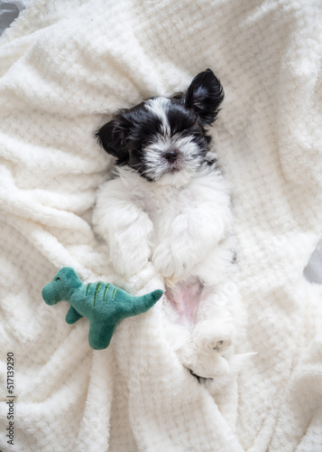 Shih Tzu puppy sleeps on a bed with a dinosaur toy. Close-up