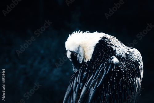 Photography Portrait of a gray vulture