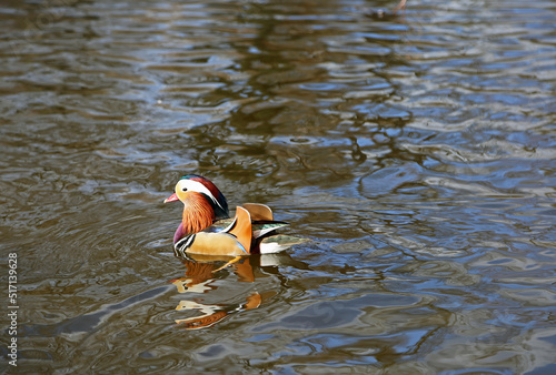 Mandarin duck in sunny day - Berlin, Germany