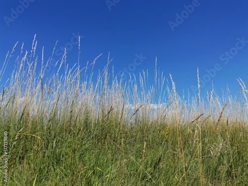 grass and blue sky