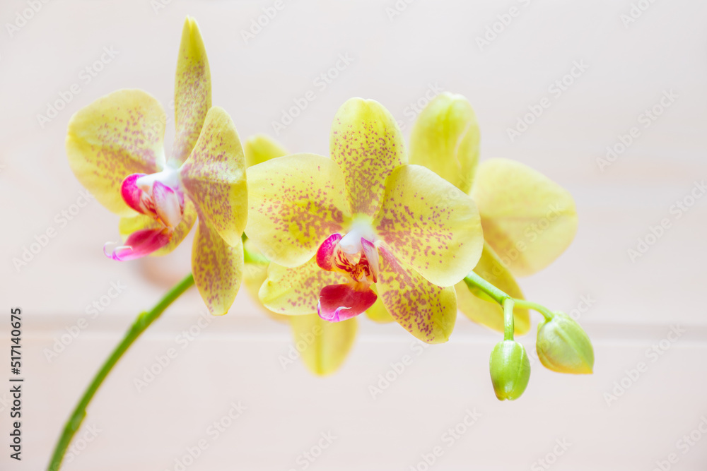 Naklejka premium Selective focus on lips of foreground flowers yellow orchid of the Pulsation variety on a white background with a place for text: a healthy exotic plant in the home