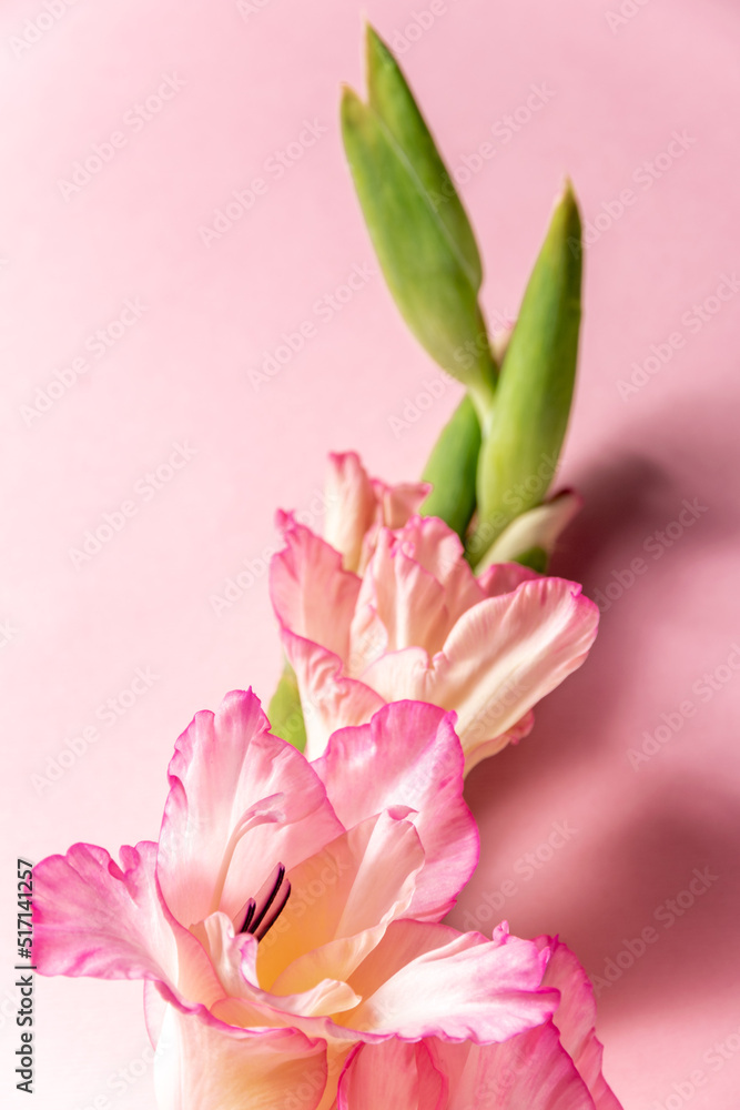 Obraz premium Pink blossom gladiolus on pink background, space for text