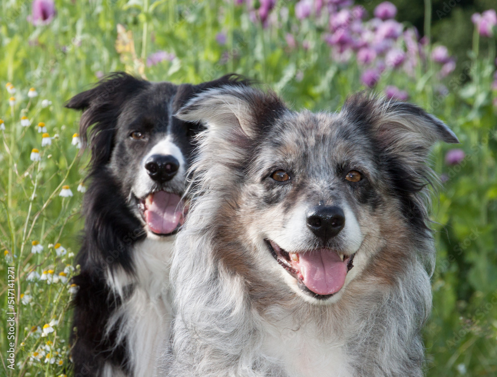 Glückliches Hund Paar Border Collie und Australian Shepherd hechelnd im lila Blumenmeer aus Mohnblumen, Teutomohn im Kalletal