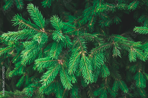 Branches of a fir tree. Christmas tree. Festive Xmas border of green branch of pine. Fir background, coniferous backdrop.