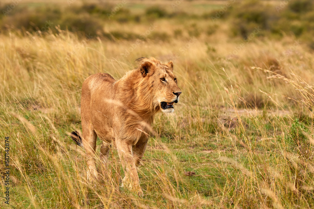 Big male lion walking through high grass
