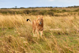 Big male lion walking through high grass