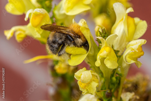 A common carder bee (Bombus pascuorum) collecting nectar from a blossom of common toadflax (Linaria vulgaris) therefore crawling deep iinto the blossom. © radarman70