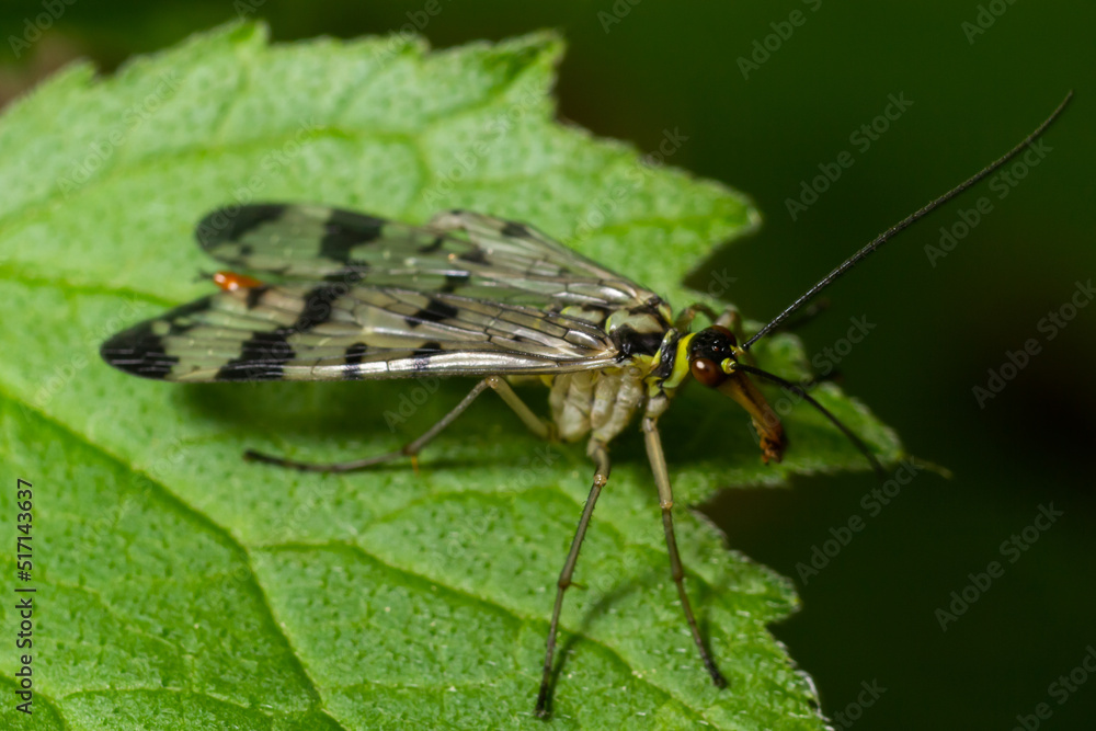 Panorpa communis is the common scorpionfly a species of scorpionfly. Its are useful insects that eat plant pests Panorpa communis is the common scorpionfly a species of scorpionfly. Its are useful insects that eat plant pests