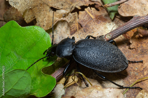 Carabus coriaceus is a species of beetle widespread in Europe, where it is primarily found in deciduous forests and mixed forests. photo