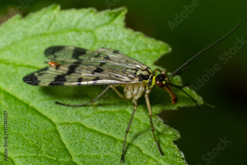 Panorpa communis is the common scorpionfly a species of scorpionfly. Its are useful insects that eat plant pests © Oleh Marchak