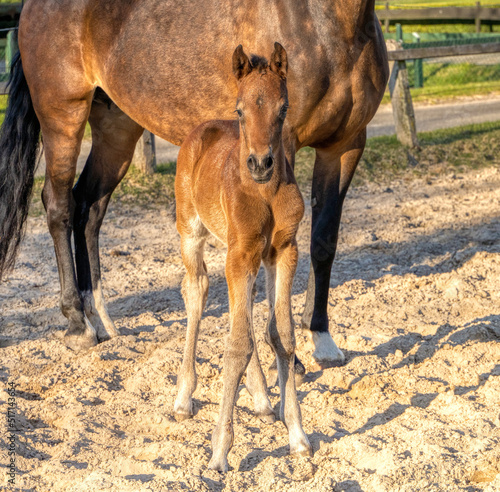 A week old dark brown foal stands outside in the sun with her mother. mare with red halter. Warmblood  KWPN dressage horse. animal themes  newborn