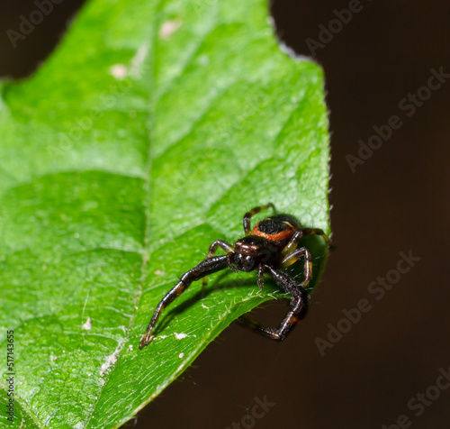 Macro photo of a crab spider hanging onto a plant, Xysticus Croceus