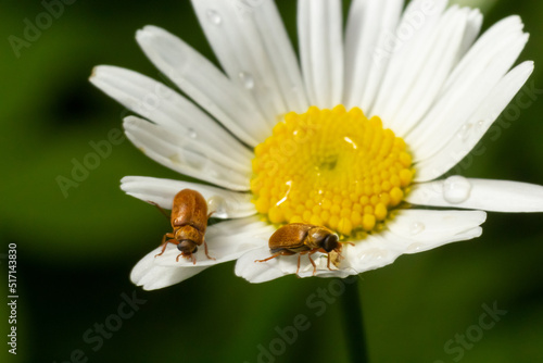 Raspberry beetle, Byturus tomentosus, on a chamomile flower. These are beetles from the fruit worm family Byturidae, the main pest that affects raspberries, blackberries and loganberries photo