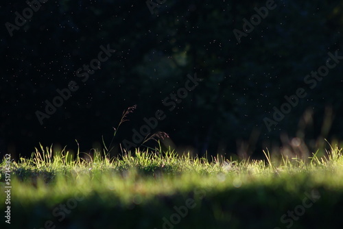 au ras des paquerettes
