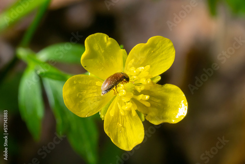 Raspberry beetle, Byturus tomentosus, on flower. These are beetles from the fruit worm family Byturidae, the main pest that affects raspberries, blackberries and loganberries photo