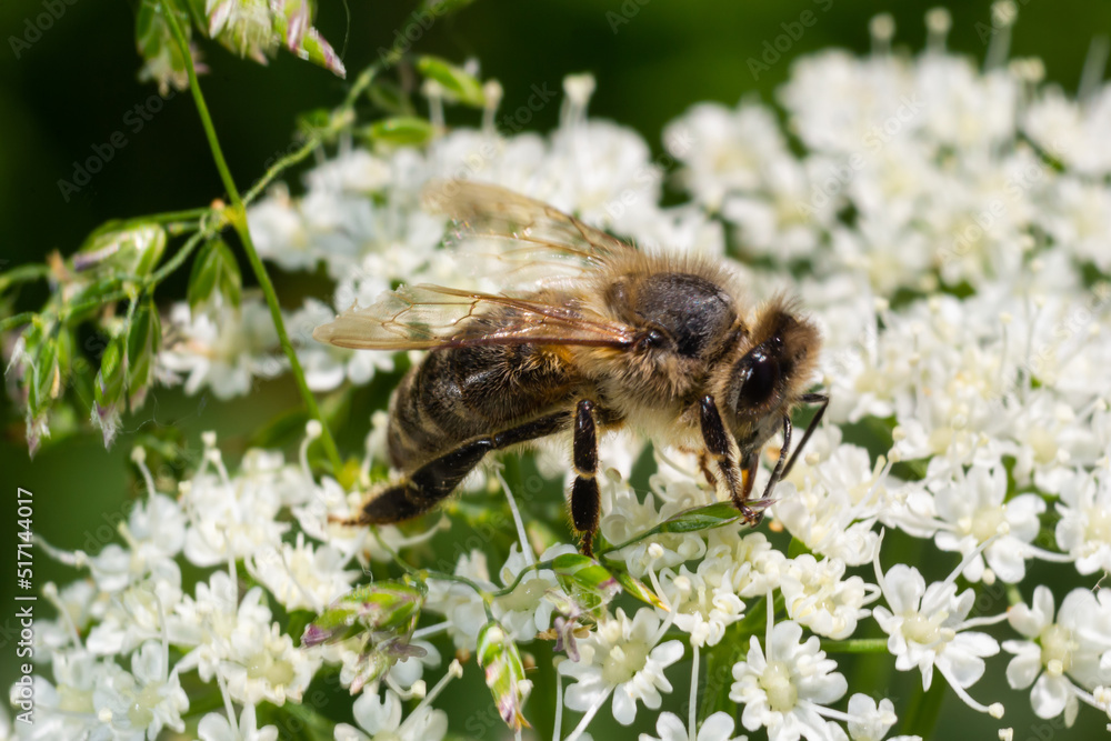 Closeup of a bee collecting nectar from the white blossoms of bishopsweed, Aegopodium podagraria Closeup of a bee collecting nectar from the white blossoms of bishopsweed, Aegopodium podagraria
