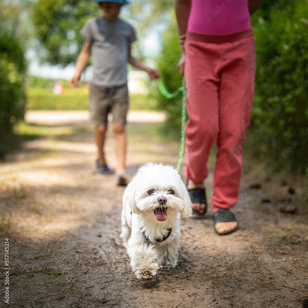Little cute white Maltese dog walking in park with two little kids in summer park Little cute white Maltese dog walking in park with two little kids in summer park