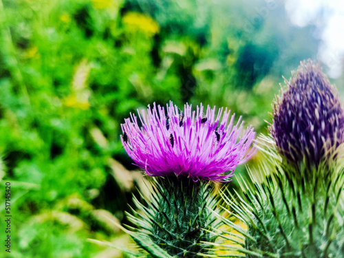 Bull Thistle Closeup in Bloom