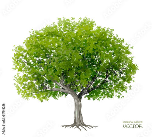 Vector watercolor of tree side view isolated on white background for landscape  and architecture drawing, elements for environment and garden, painting botanical for section 
