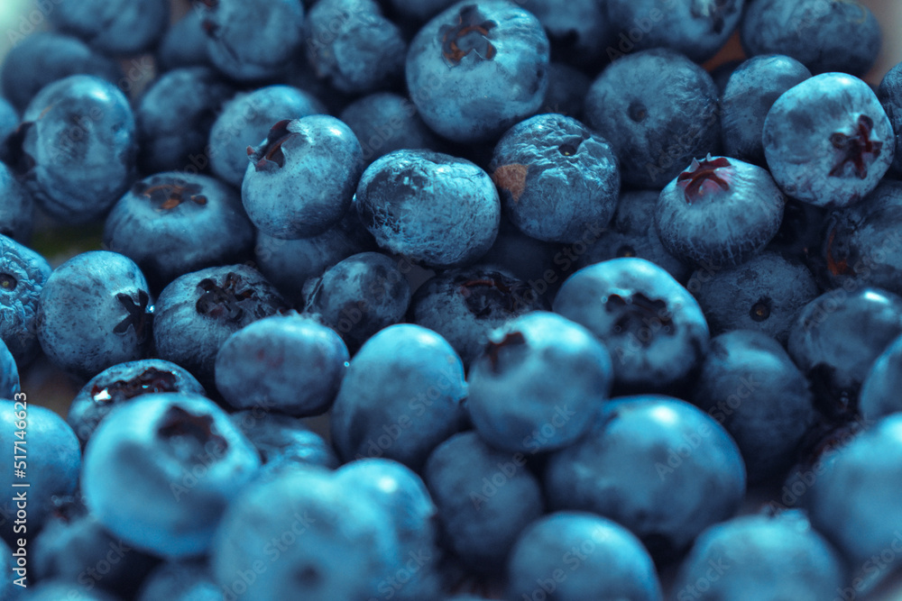 blueberry, borówka amerykańska, dużo zerwanych owoców - obrazy, fototapety, plakaty 