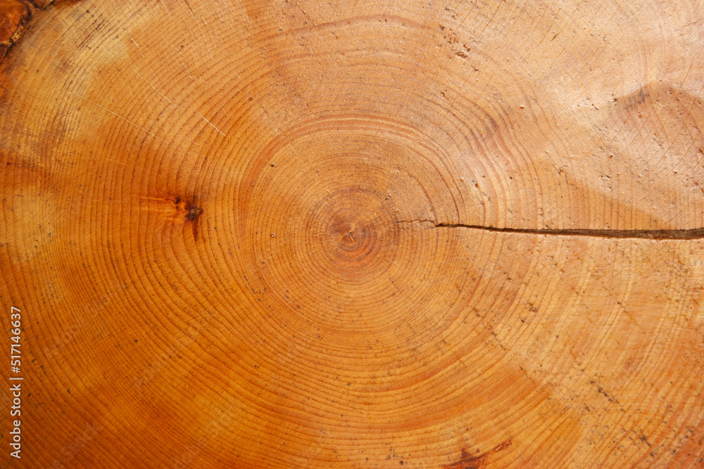 Naklejka premium Tree rings old weathered wood texture with the cross section of a cut log.