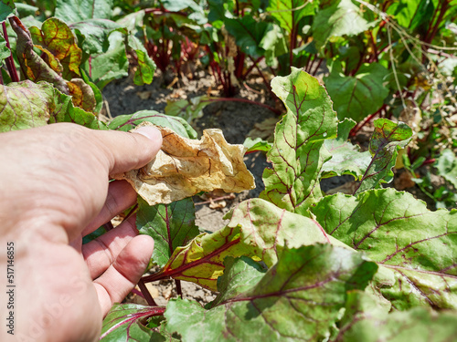 A farmer examines a dried beet leaf. Drought. Combating drought in agriculture.
