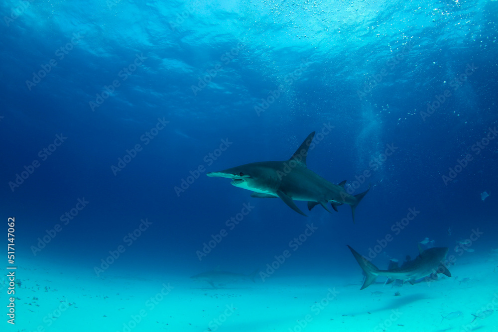 Great Hammerhead Shark (Sphyrna mokarran) with Tiger Sharks. Tiger Beach, Bahamas